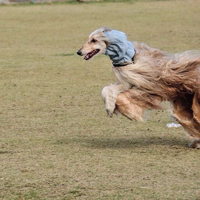 阿富汗猎犬