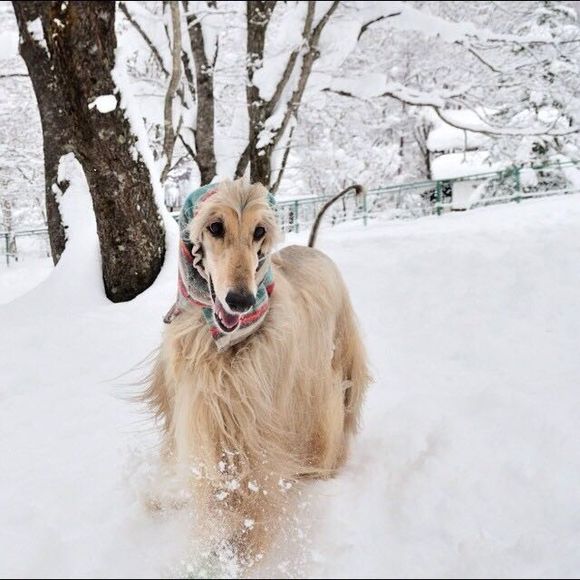 阿富汗猎犬