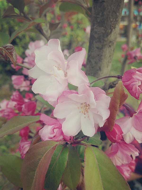 海棠春晚