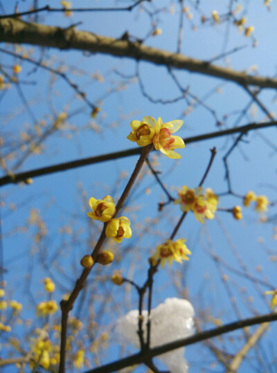 在西湖边发现的腊梅花(´▽｀)ノ♪