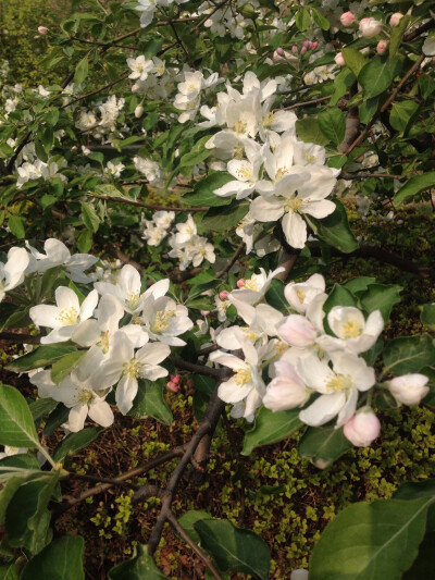 苹果花