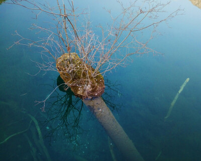 海与枯木