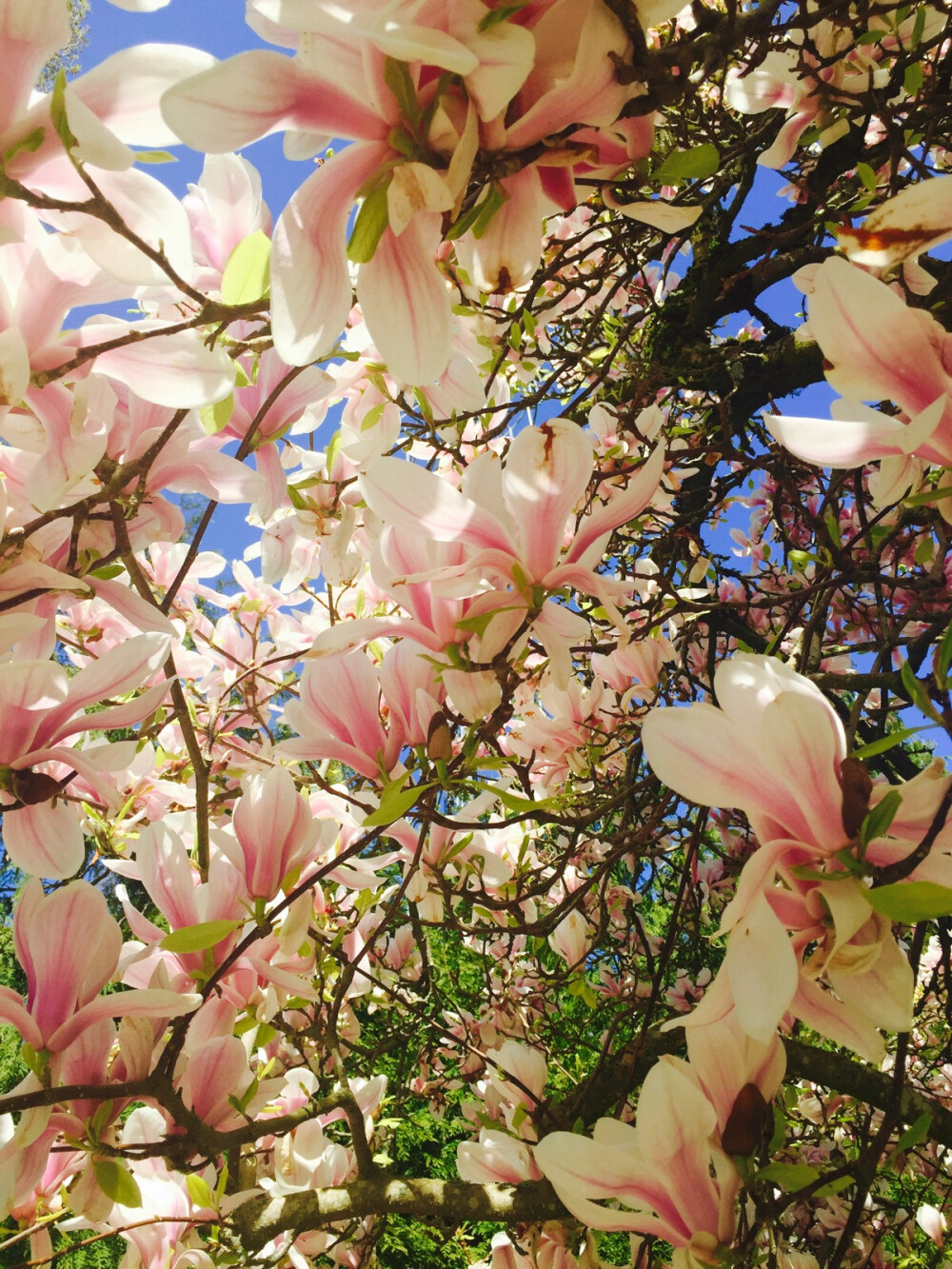 油画般的玉兰花