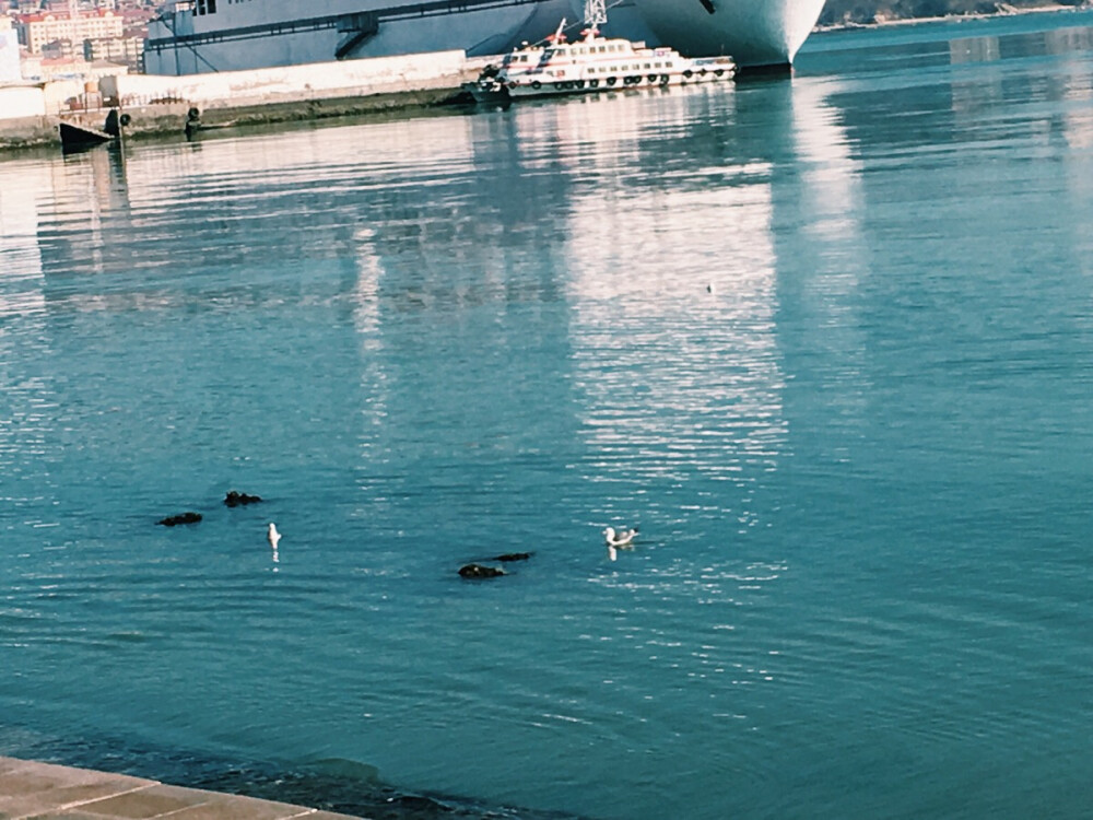 海鸥