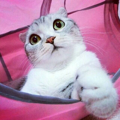 毛色完美脸蛋完美身材完美颜值气质完美你看我能当女神喵啵？