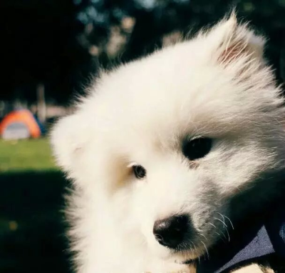 出去玩叻 （一脸嫌弃）