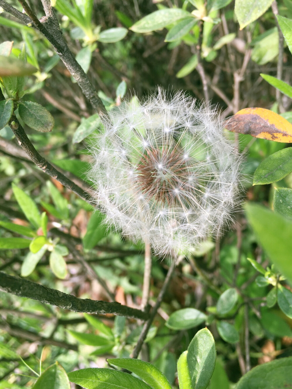 小草芳菲独自妍，绣茵流翠悄无喧。
相思脉脉娟娟意，絮舞纷飞花满天。