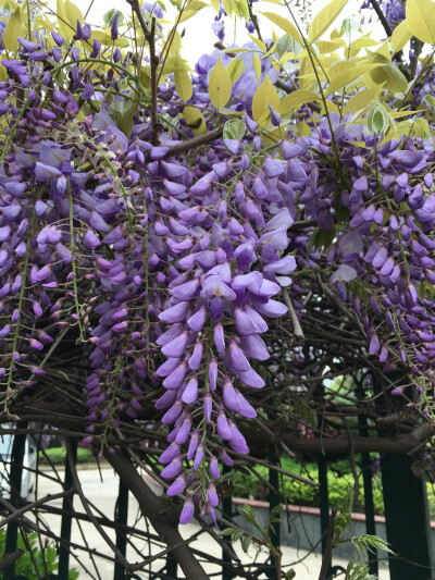 又是一年紫藤花开