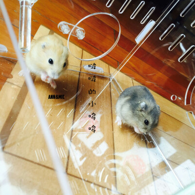 两只萌宠 哆哆啵啵