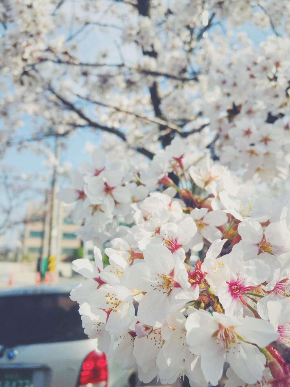 樱花季