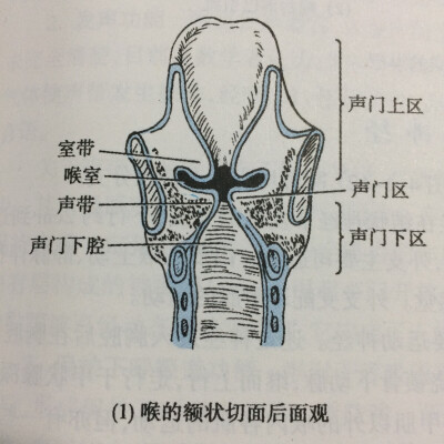 喉