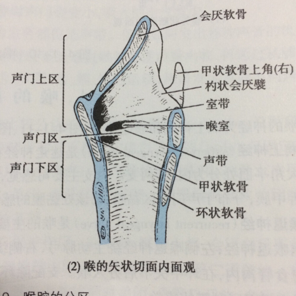 喉