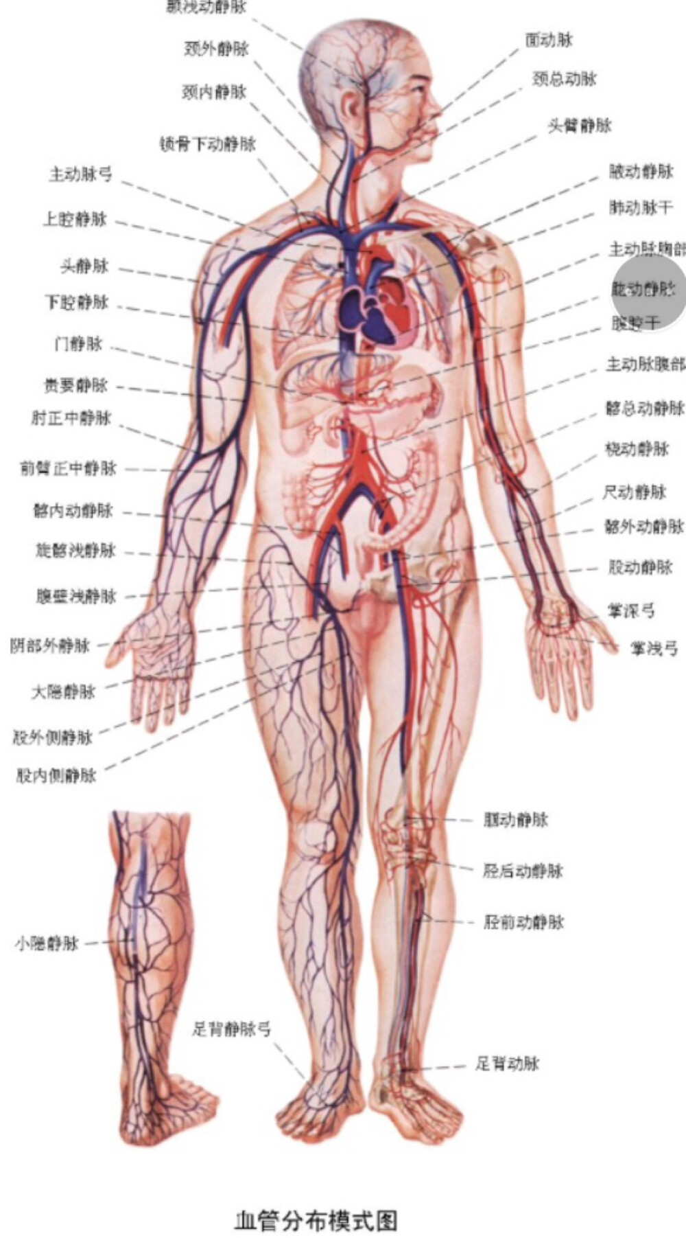 血管