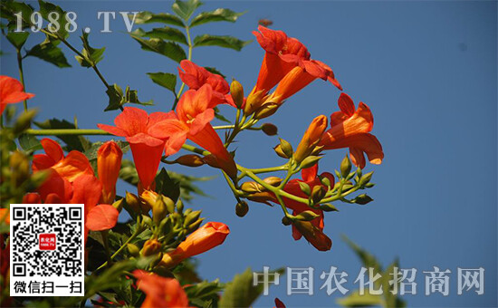  凌霄花一般会栽种在家居庭院、阳台、窗台等地方，因为凌霄花属于攀爬植物，但是也有盆栽的凌霄花。