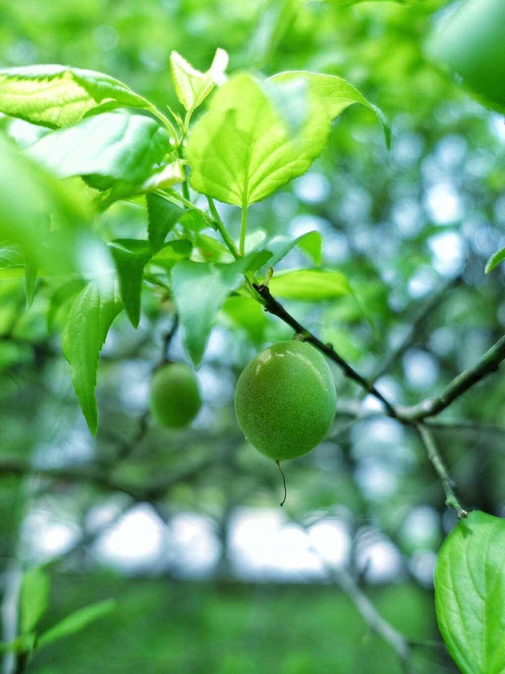 青梅如豆柳如眉日长蝴蝶飞花露重草烟低人家帘幕垂