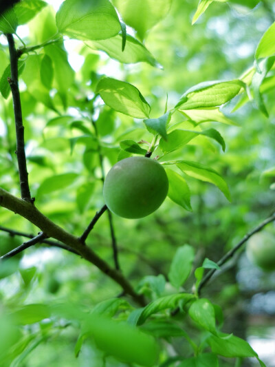 青梅如豆柳如眉，日长蝴蝶飞。花露重，草烟低。人家帘幕垂。