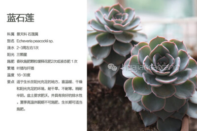 蓝石莲图鉴·多肉·小清新·萌·植物