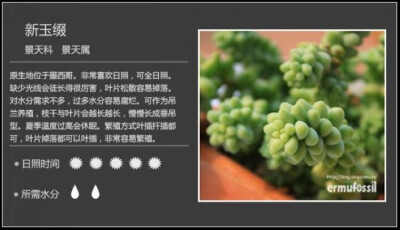 玉坠图鉴·新手入门·多肉·花草·小清新