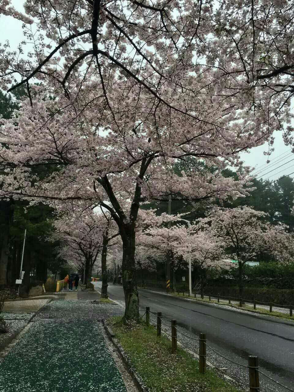 韩国樱花 这里是花的世界，花的海洋.