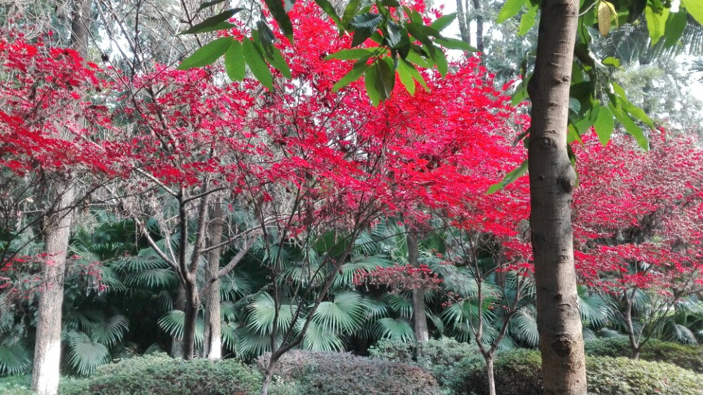 在上班的途中，差几分钟就迟到的时刻，却发现了这样的美景，无法辜负。
好吧，其实我是想说说我和面的孽缘，每次不想做饭时就会说干脆下面吃好了，明明没成功做成过一碗面，竟然还胆敢每次都自己加点新花样。
恩，就发生在今早，又一次吃了一碗这样的面，也是激发我想要记录我蠢哭日常的点～