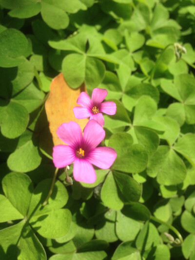 ［宁大］每一朵花都有一个故事—红花酢浆草