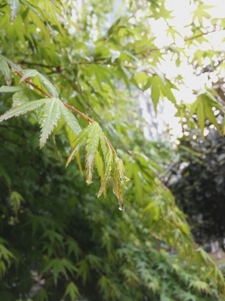 雨后