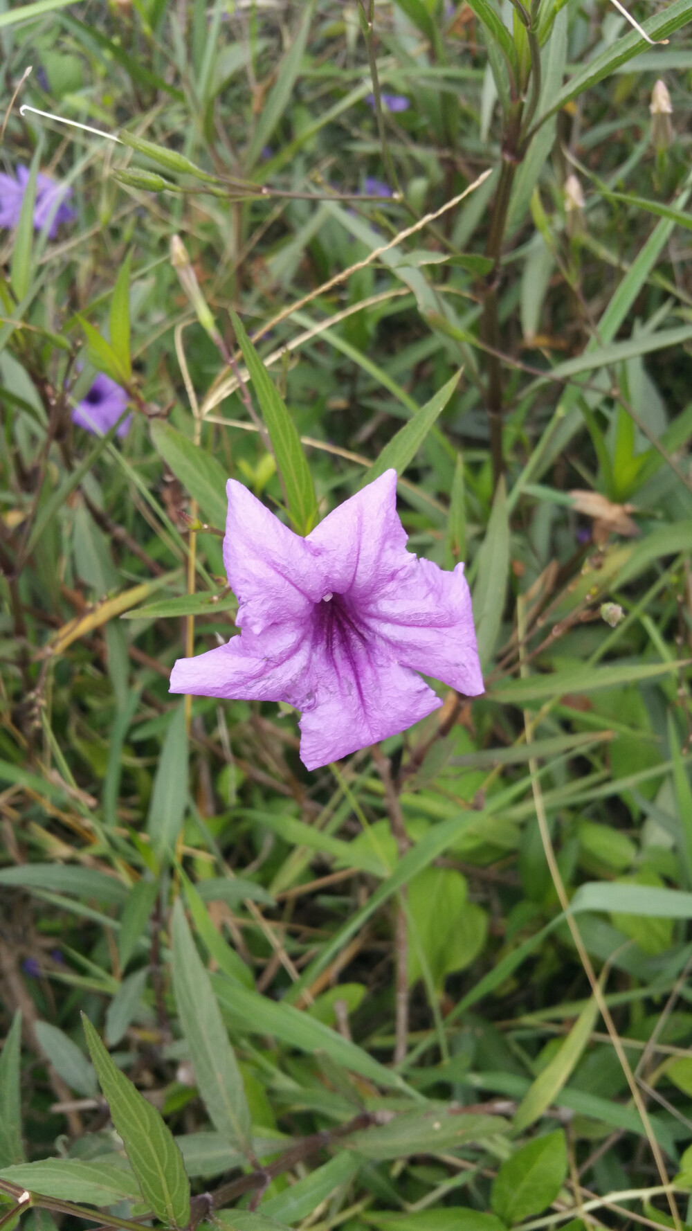 小紫花