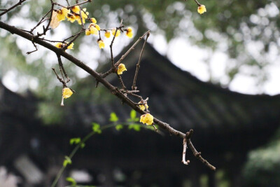 冬天，行走在绍兴。清冷的风吹过，清冷的雨坠落。