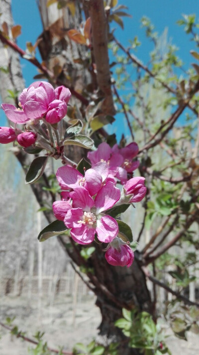 苹果花开