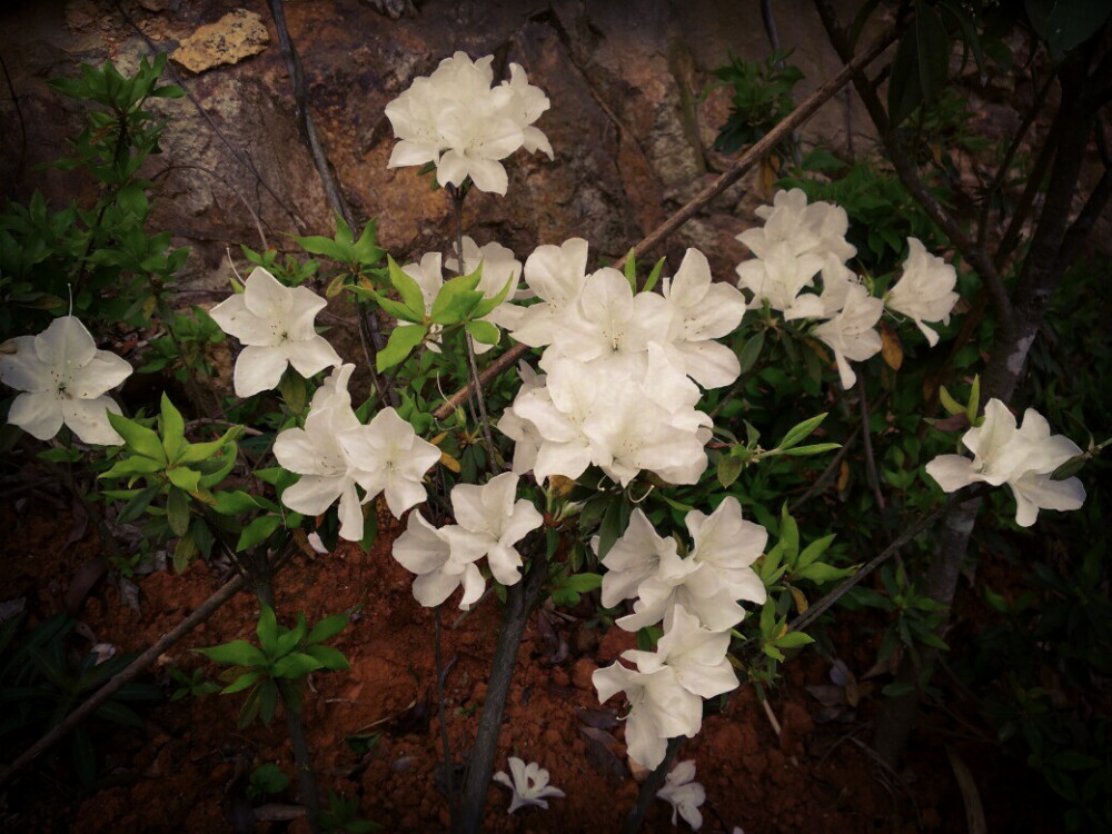 杜鹃花