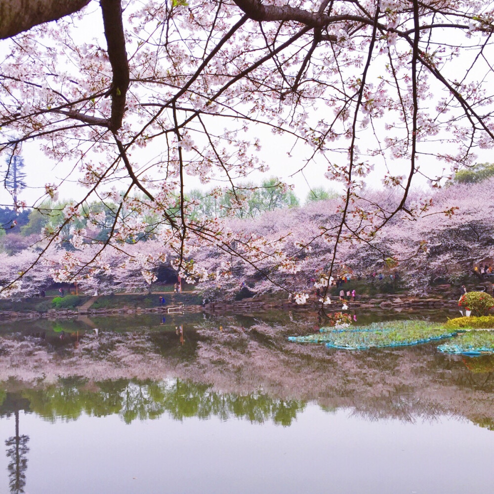 樱花