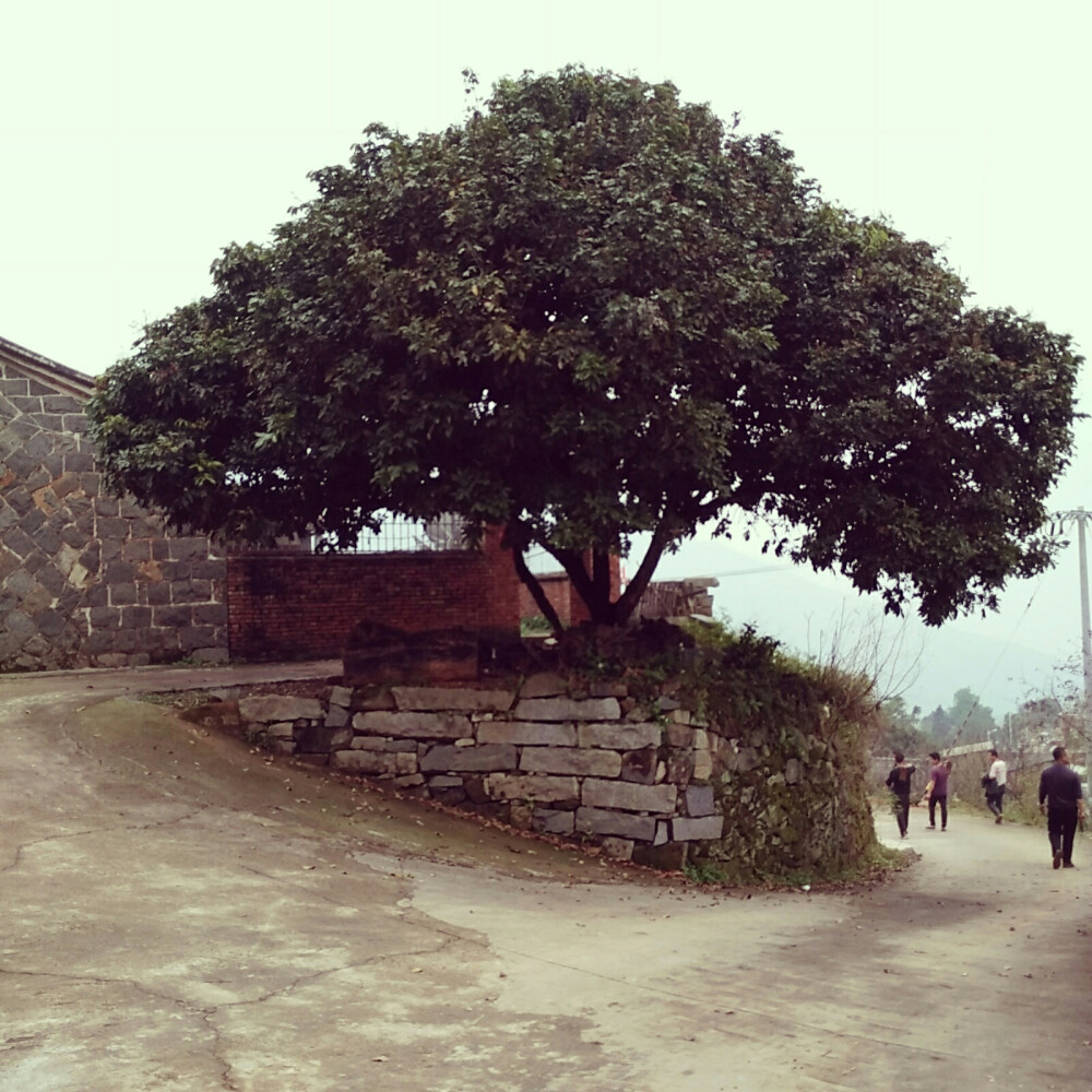 福建南安英都英格。古色古香的屋，枝繁叶茂的树，腾云驾雾的山里人。