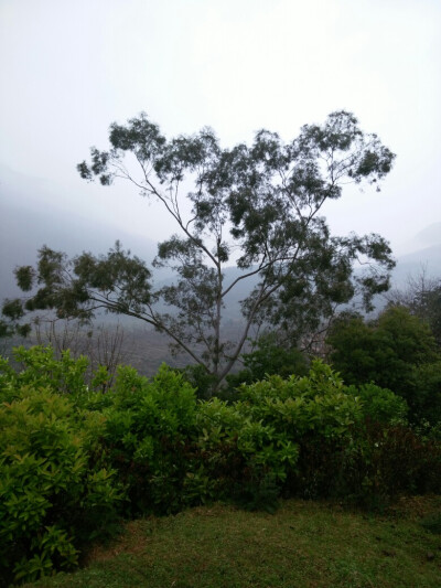 福建南安英都英格。古色古香的屋，枝繁叶茂的树，腾云驾雾的山里人。