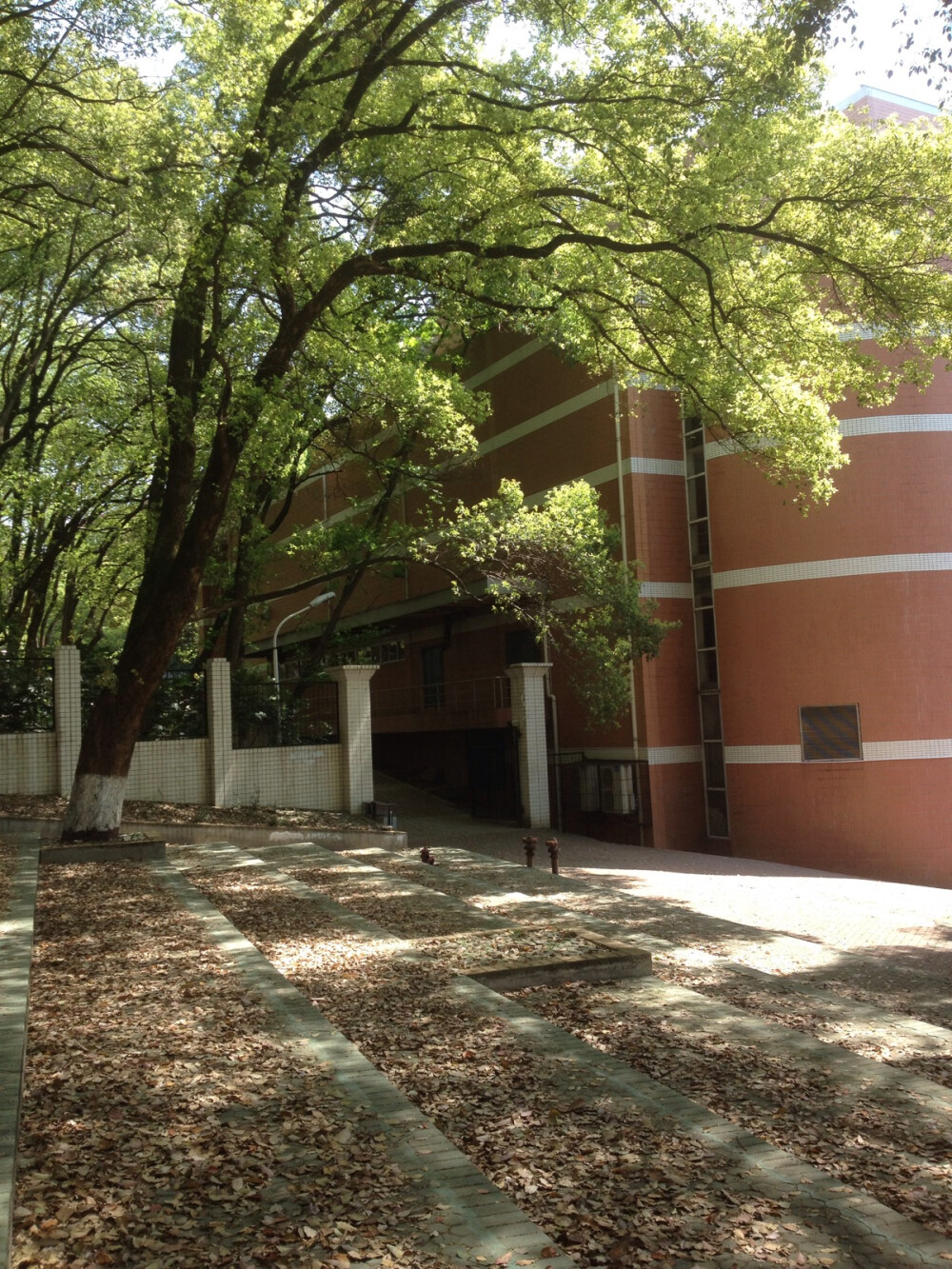 华师 春日 音乐学院