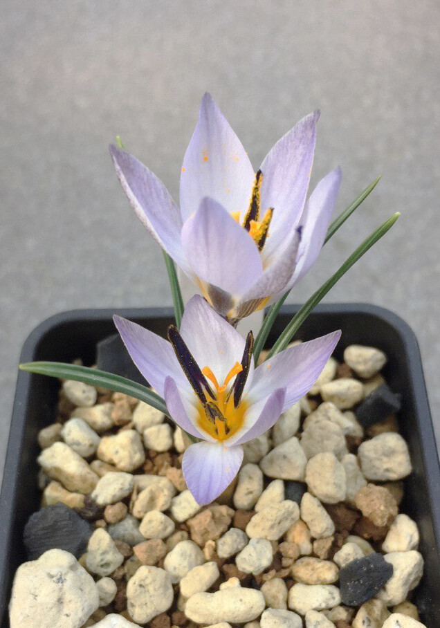 Crocus biflorus subsp. nubigena ，番红花属。