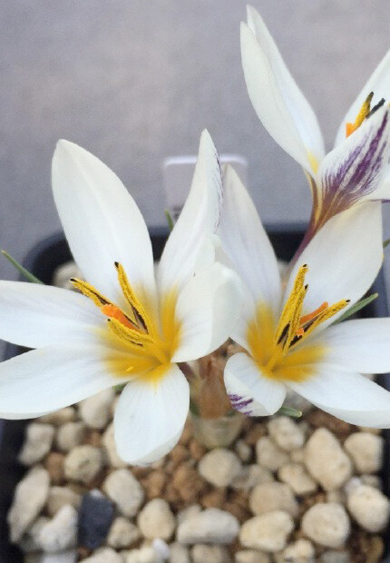 Crocus biflorus subsp. pseudonubigena ，番红花属。