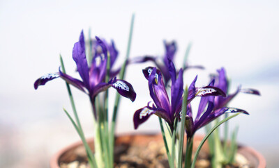 Iris reticulata 'Pauline' “波琳”网脉鸢尾 ，鸢尾属。