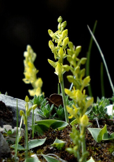 Habenaria aitchisonii 落地金钱，玉凤花属。