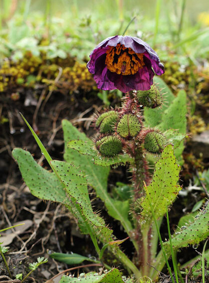 Meconopsis balangensis var. atrata 夹金山绿绒蒿 ，罂粟科绿绒蒿属。从总状绿绒蒿里分出来的一个变种，色型为特有的紫黑色，并常拥有梦幻的渐变。