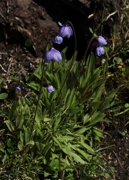 Meconopsis quintuplinervia 五脉绿绒蒿，罂粟科绿绒蒿属。