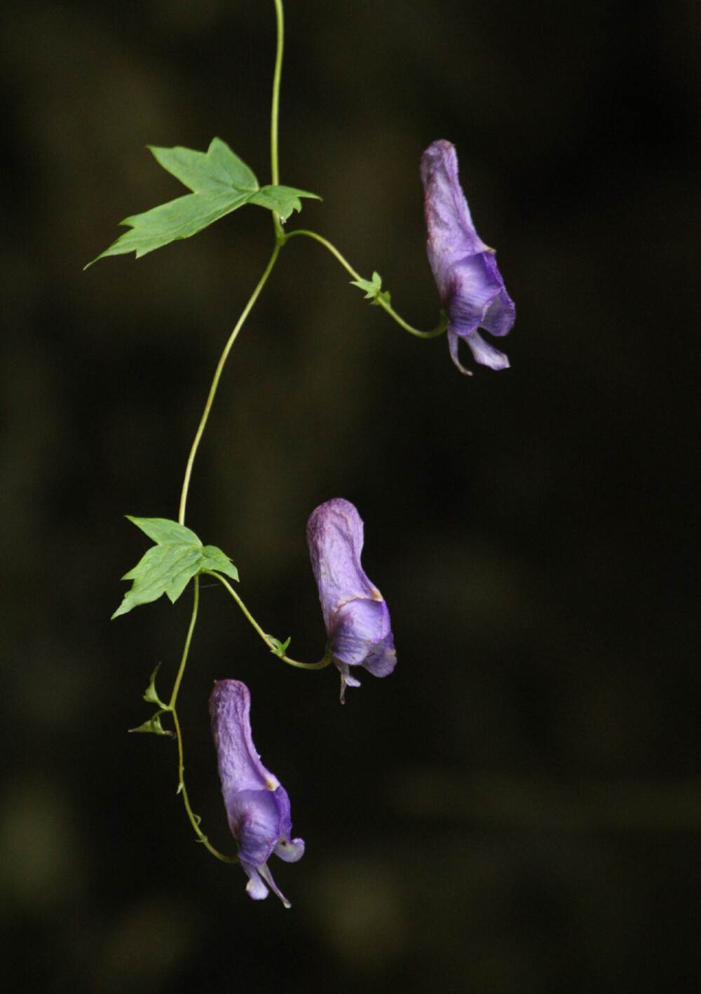 Aconitum hemsleyanum 瓜叶乌头，毛茛科乌头属。