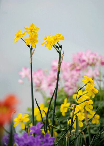 Narcissus jonquilla 'Baby Moon' 丁香水仙，石蒜科水仙属。
