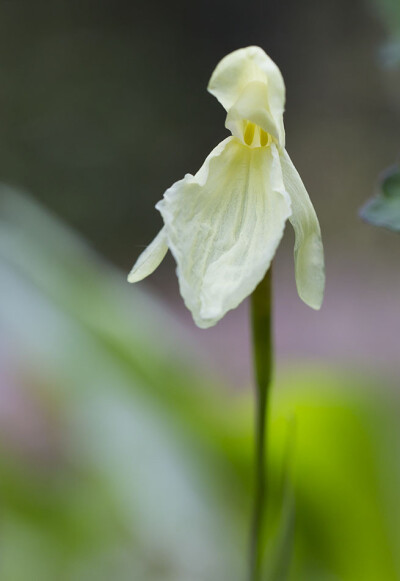 Roscoea alpina 高山象牙参，姜科象牙参属。