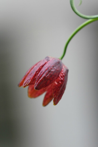 Fritillaria meleagroides 额敏贝母，贝母属。