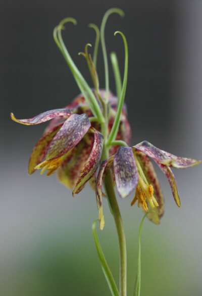 Fritillaria ussuriensis 平贝母，贝母属。