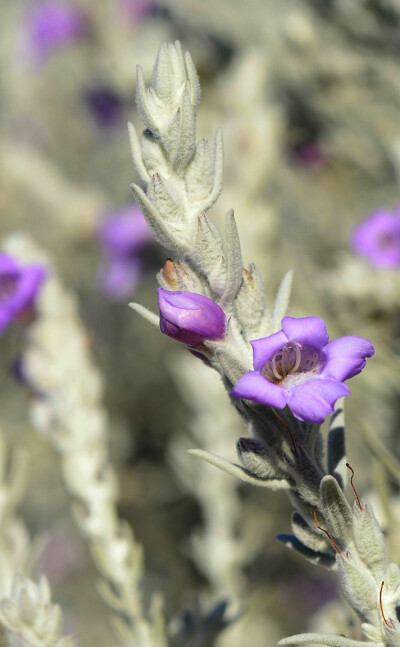 Eremophila nivea ，玄参科（苦槛蓝科）喜沙木属。