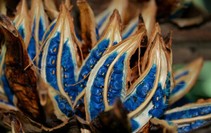 Ravenala madagascariensis 旅人蕉，鹤望兰科旅人蕉属。非常鲜艳的蓝色假种皮。