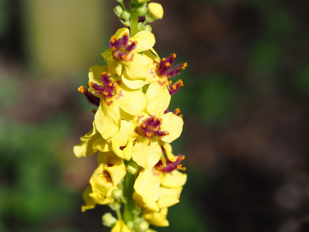 Verbascum nigrum 黑毛蕊花，玄参科毛蕊花属。