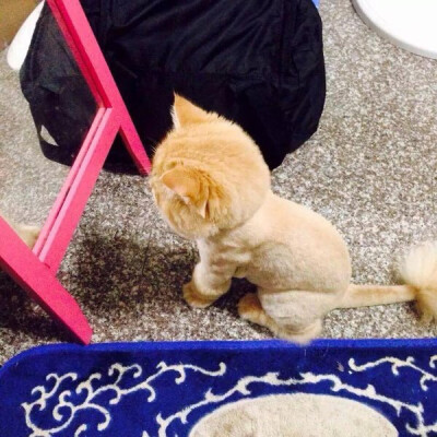 推上一主人表示，家里的猫咪对理发效果很不满意，蹲在镜子前默默地崩溃了很久