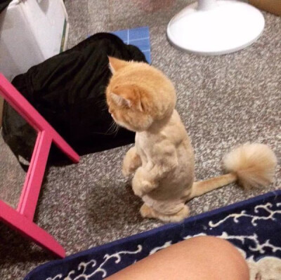 推上一主人表示，家里的猫咪对理发效果很不满意，蹲在镜子前默默地崩溃了很久